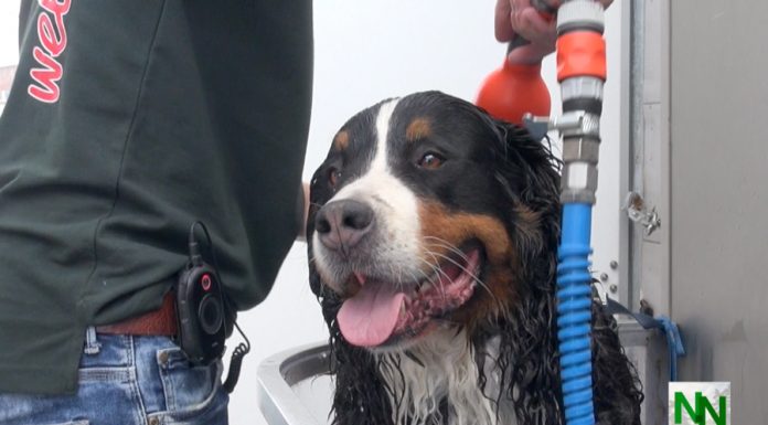 Gratis de hond wassen bij de Mobile Dogwash