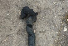 De wolf nu ook in de omgeving van Nunspeet