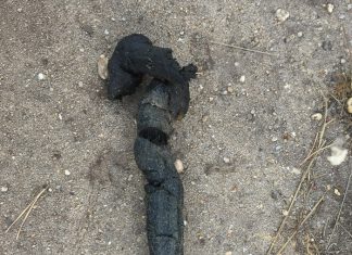 De wolf nu ook in de omgeving van Nunspeet