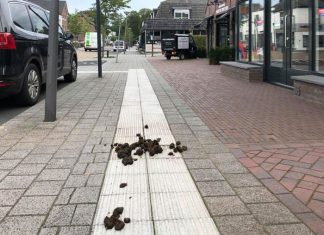 Poep op de stoep