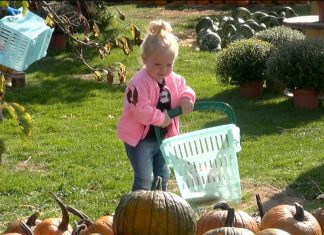 Pompoenenmarkt en kleindierenshow bij molen De Duif