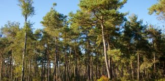 Koningin Wilhelminaroute