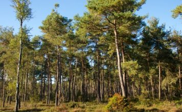 Koningin Wilhelminaroute