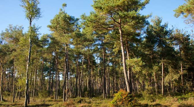 Koningin Wilhelminaroute