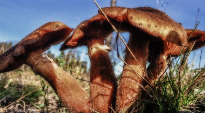 Paddenstoelenexcursie bij het Ronde Huis