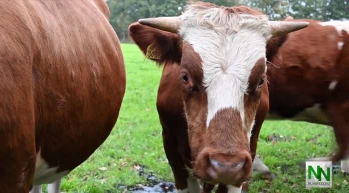 Veluwemeerkust Hulshorst