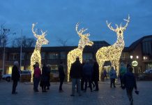 De herten staan er weer