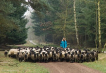 Christien Mouw weg bij de schaapskudde Elspeet