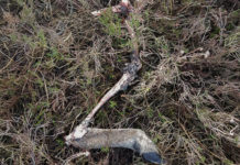 De wolf; intense haat of bewondering?