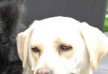 Hond vergiftigd in Vierhouten