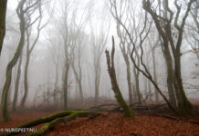 Er komt een Cultuurhistorische Bosbrigade