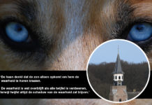 Het haantje kraait van de toren