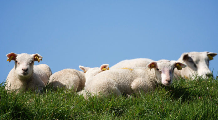 Voorinschrijving 3e Nunspeetse Lentetocht geopend