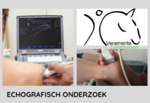 Echografisch onderzoek bij Veramente Fysiotherapie