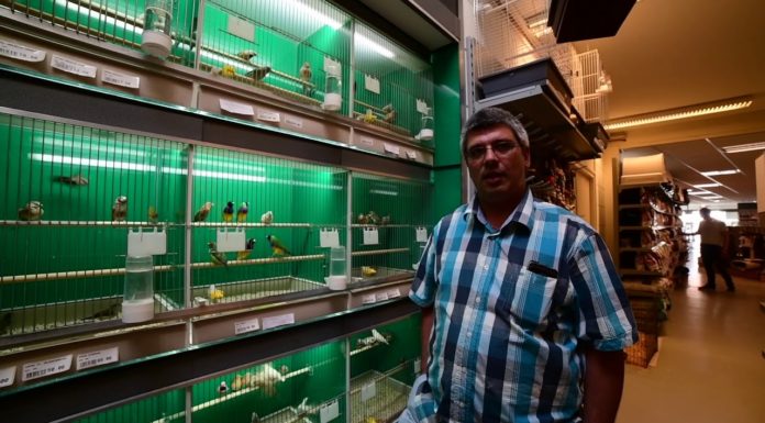 Vogelshow & Vogel-Vragendag bij Dierspecialist Berben