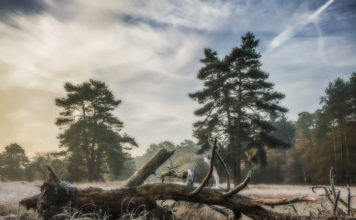 Nog geen toestemming voor Tiny Houses in het Zandenbos