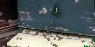 Bijenvereniging viert 105-jarig bestaan Bijenvereniging Nunspeet 105 jaar