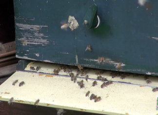 Bijenvereniging viert 105-jarig bestaan Bijenvereniging Nunspeet 105 jaar