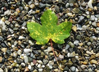 Bladvlekkenziekte in de (gemeentelijke) bomen