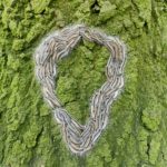 Bestrijding eikenprocessierups