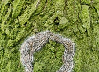 Nunspeet pakt eikenprocessierups aan