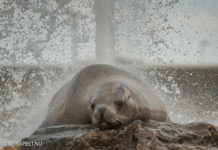 Hoe houden we het koel?