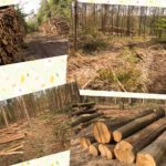 Rigoureuze Houtkap Staatsbosbeheer omgeving Vierhouten