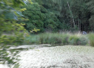 Wolf gespot bij het Ronde-Huis Vennetje