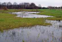 Natuurontwikkeling gebied Bloemkampen