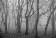 Behoud uniek erfgoed in Nunspeetse bossen