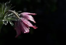 Hans Blankenberg Memorial Tour