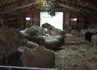 Eerste lammetjes van dit jaar geboren