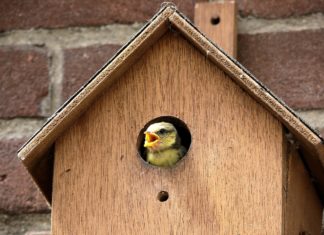 Gratis 150 mezenkastjes voor natuurlijke bestrijding eikenprocessierups