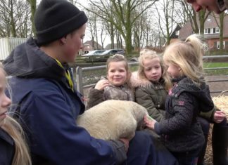 Lammetjesdag in Elspeet