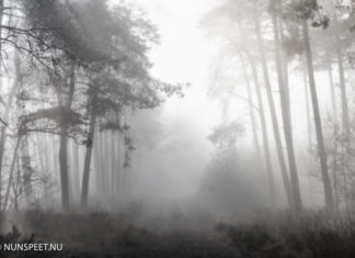 Corona, Ongekroonde heerser