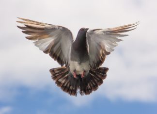 De duiven zijn ‘gevlogen’