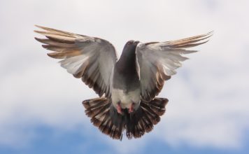 De duiven zijn ‘gevlogen’