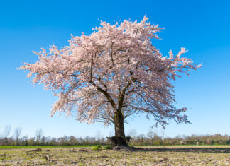Een digitaal ‘hart onder de riem’ voor de mensen in de zorg