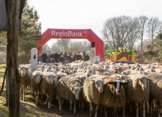Geen Schapendriftrun – wel geld voor het goede doel