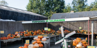 Pompoenen en Kalebassen bij Landwinkel Molen de Duif