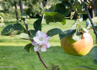 Appels en bloesem aan de appelboom