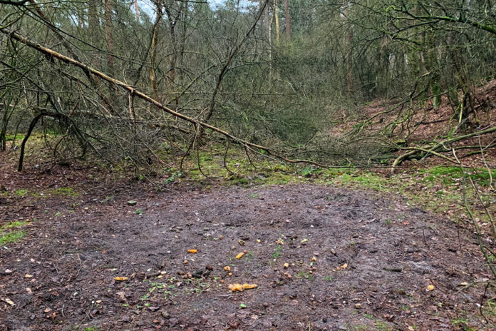 Voederplek zwijnen Nunspeet