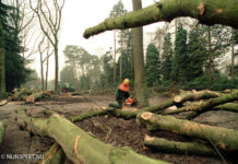 Kappen van bossen binnen de gemeente Nunspeet heeft geen economisch motief