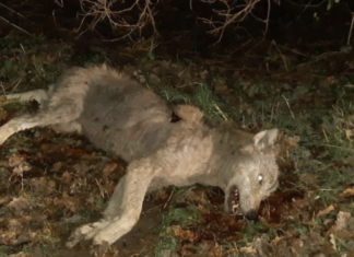 Wolf doodgereden bij Elspeet