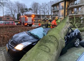 Boom verplettert auto bij de Veluwse Heuvel