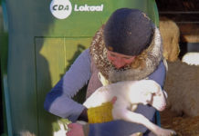 Een vorstelijke zit bij de schaapskooi in Elspeet
