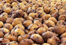 Oliebollenverkoop voor renovatie Molen de Duif