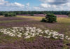 Schaapherders doen beroep op bezoekers