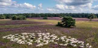 Schapenbegrazing en beschermhonden in 2024