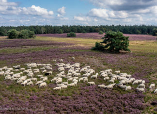 Schaapherders doen beroep op bezoekers